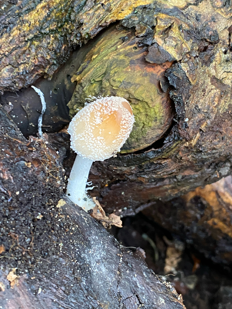 Domestici · February 2026 · photo: © phillip-a (iNaturalist, cc-by)