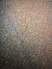 Monk Snake