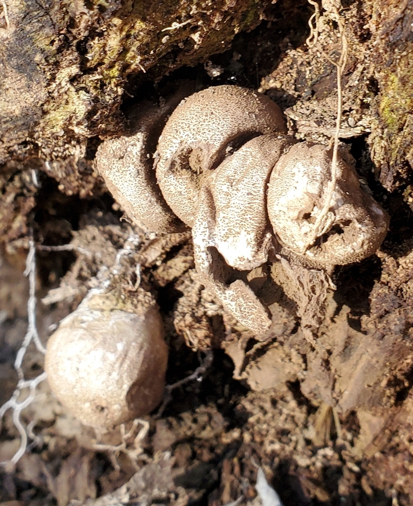 Apioperdon pyriforme · February 2026 · photo: © terrikoontz (iNaturalist, cc0)