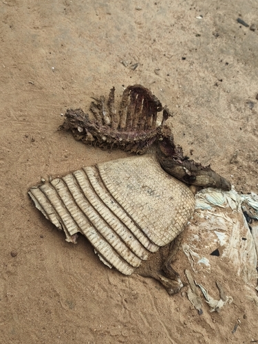 Tatu-galinha observed by ribamarante