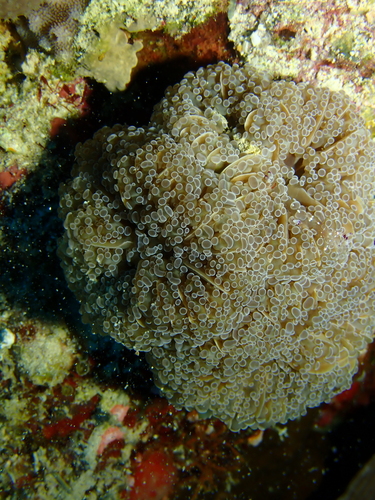 Fimbriaphyllia paradivisa observed 2026-01-28