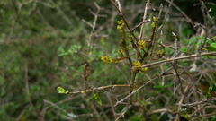 Korthalsella clavata