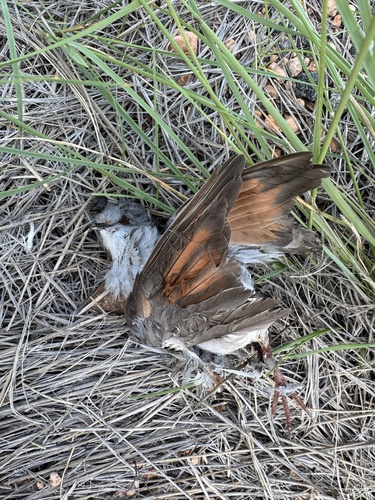 Diamond Dove (Geopelia cuneata), photo 4