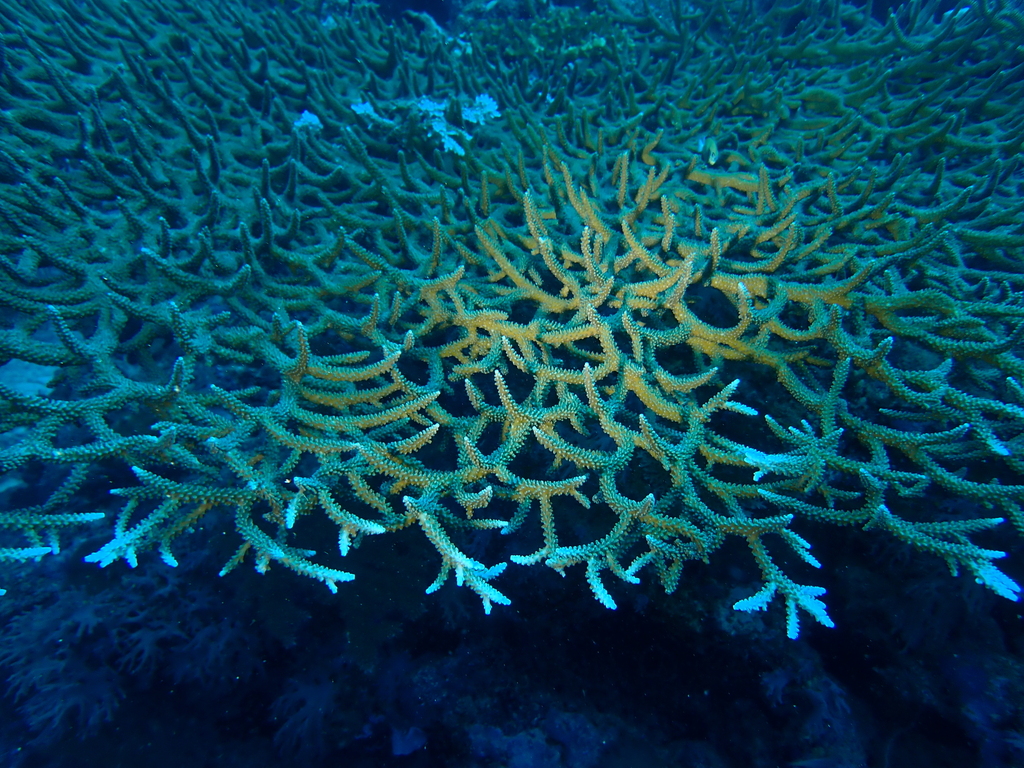 Acropora hoeksemai