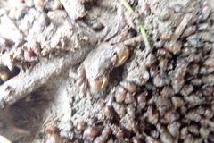 Potamopyrgus estuarinus