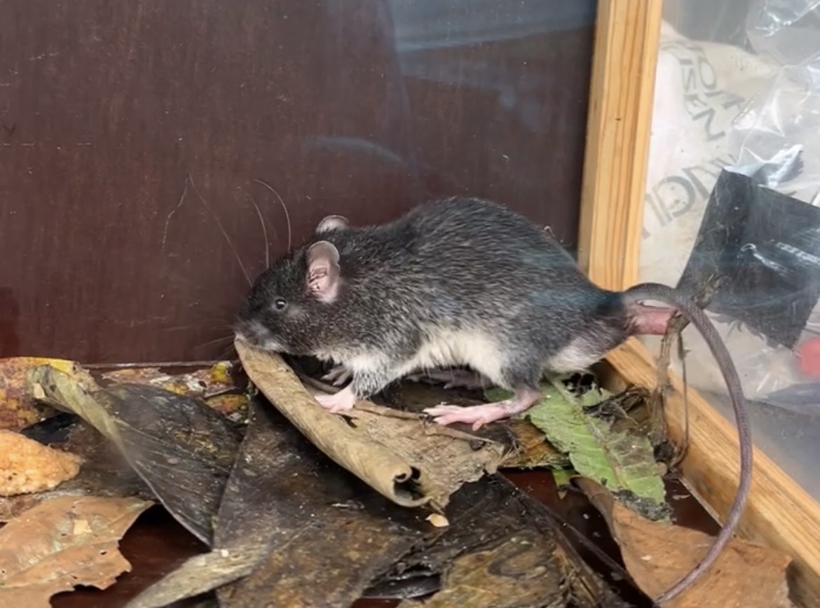Ecuadoran Spiny Pocket Mouse photo 2