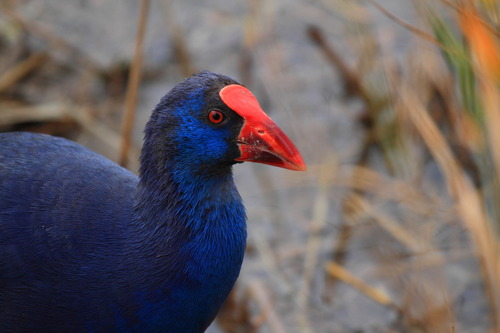 Foto de Western Swamphen