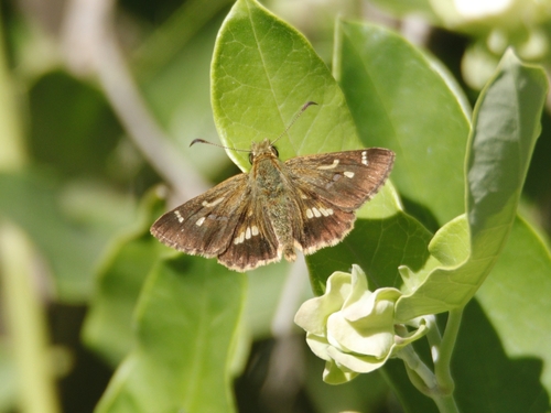 Barred Skipper