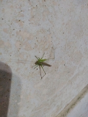 Conocephalus longipes