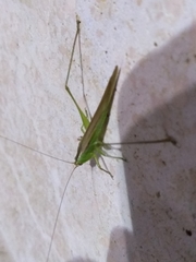 Conocephalus longipes