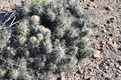 Corynopuntia invicta