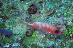 Longspine Squirrelfish photo 5
