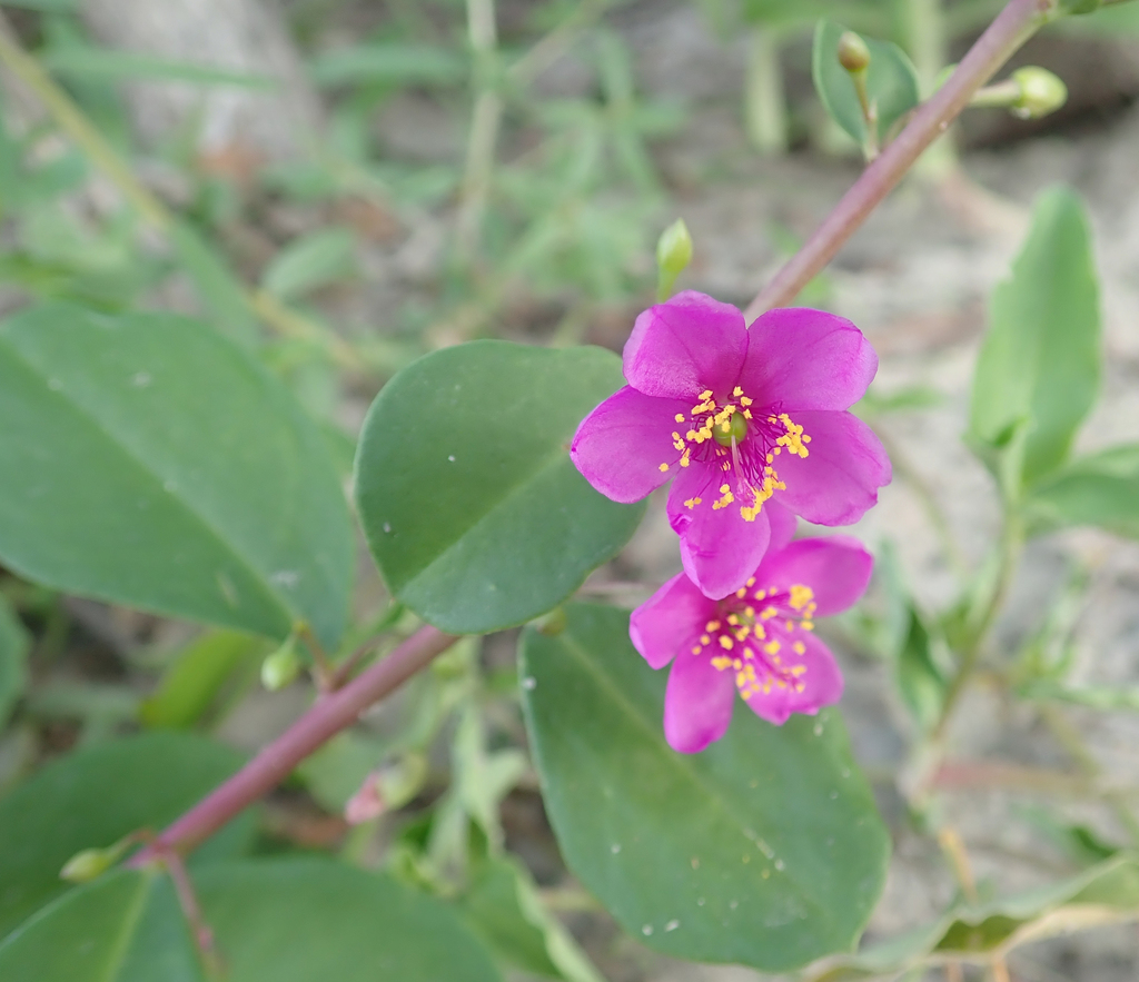 Talinum portulacifolium, Ngamiland North, Botswana