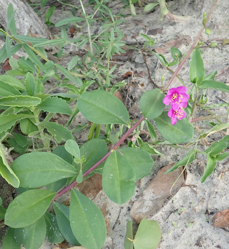 Talinum portulacifolium