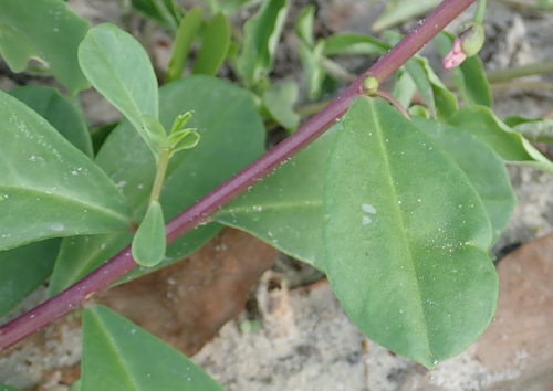 Talinum portulacifolium image