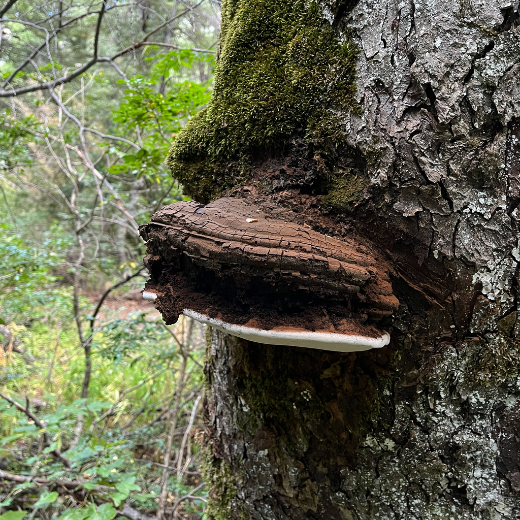 Ganoderma australe · February 2026 · photo: © cristianriquelme (iNaturalist, cc-by)