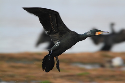 Foto de Great Cormorant