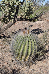 Ferocactus peninsulae