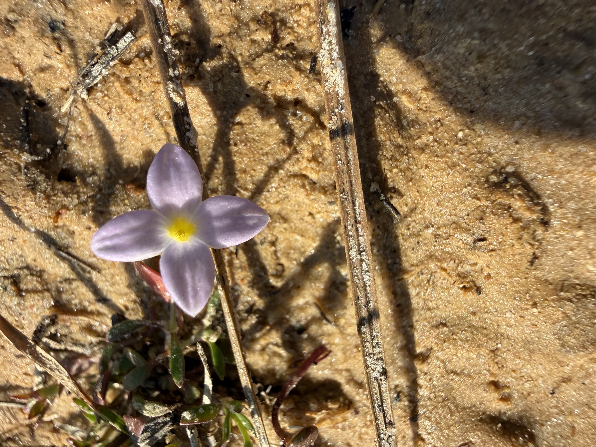 Rose Bluet (Houstonia rosea)