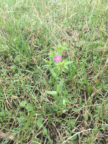 Lesser Centaury (Centaurium pulchellum)
