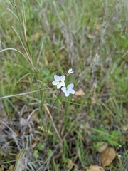 Lithophragma cymbalaria