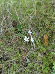 Lithophragma cymbalaria
