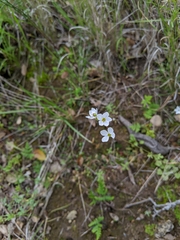 Lithophragma cymbalaria