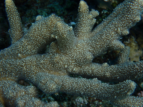 Acropora robusta observed 2026-01-28
