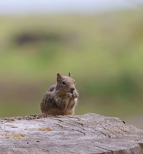 Douglas's Ground Squirrel observed by eric_austin