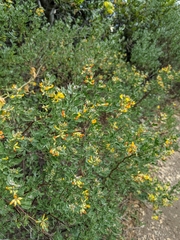 Acmispon dendroideus
