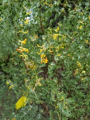 Acmispon dendroideus