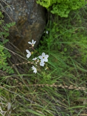 Lithophragma cymbalaria