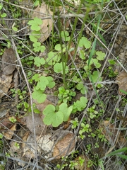 Lithophragma cymbalaria