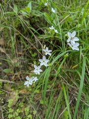 Lithophragma cymbalaria