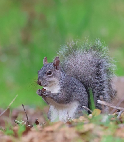 Western Gray Squirrel observed by eric_austin