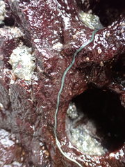 Emplectonema gracile