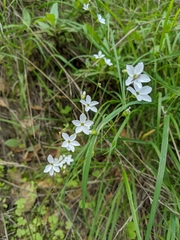 Lithophragma cymbalaria