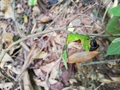 Kamalia multipunctata