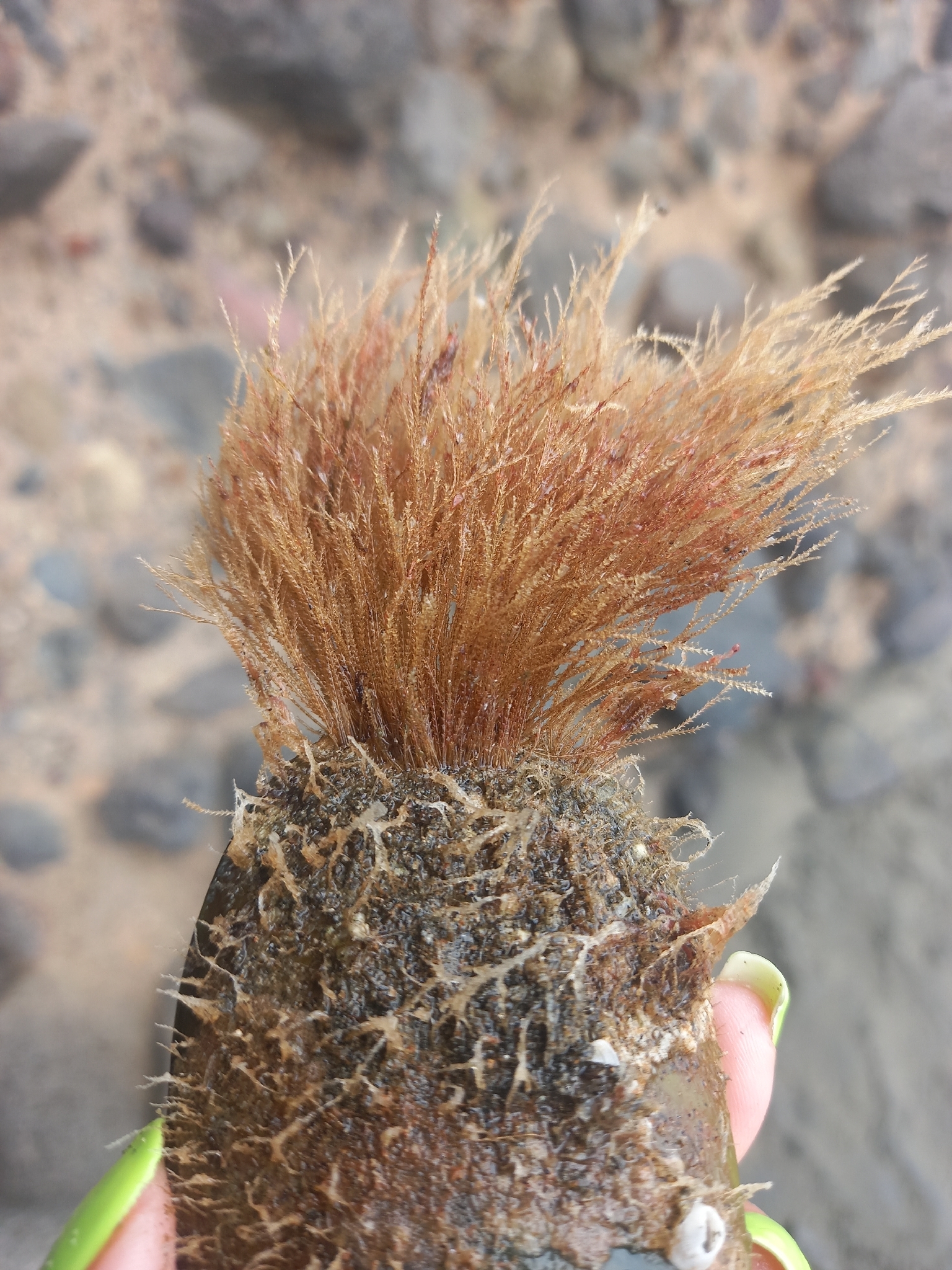 Amphisbetia bispinosa (Gray, 1843)