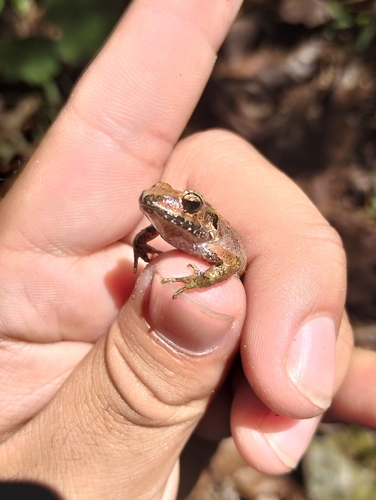 Pygmy Free-fingered Frog, Craugastor pygmaeus