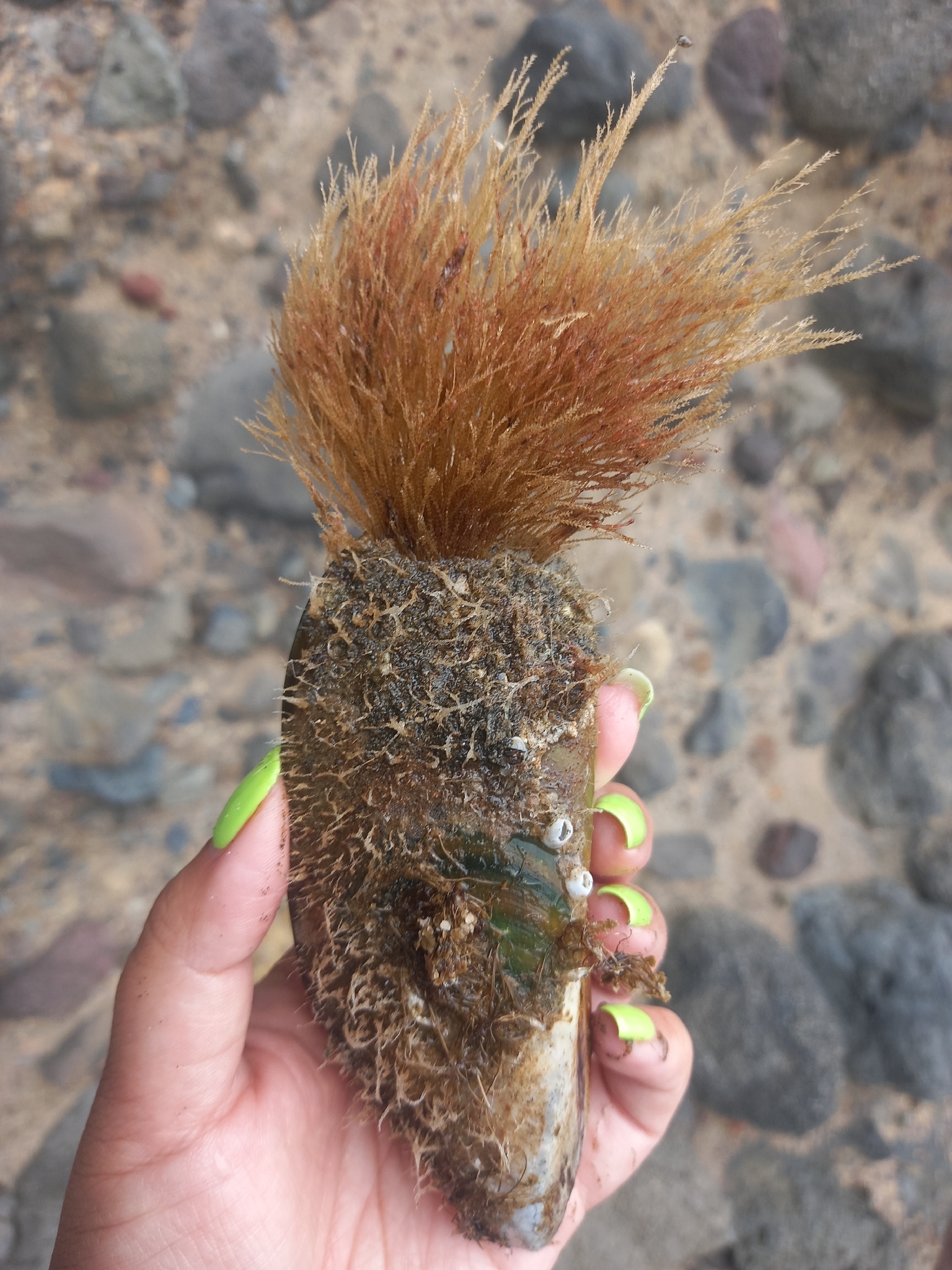 Amphisbetia bispinosa (Gray, 1843)