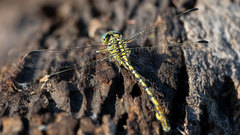 Ceratogomphus pictus