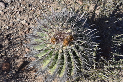 Ferocactus peninsulae