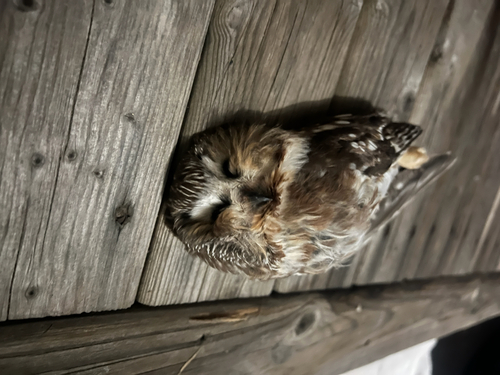 Northern Saw-whet Owl observed by ianmanning