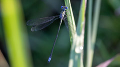 Lestes plagiatus