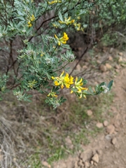 Acmispon dendroideus