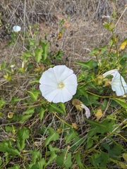 Calystegia macrostegia macrostegia