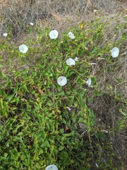 Calystegia macrostegia macrostegia
