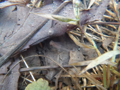 Eubranchipus neglectus