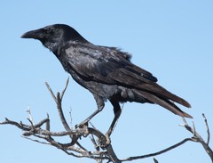 Corvus bennetti